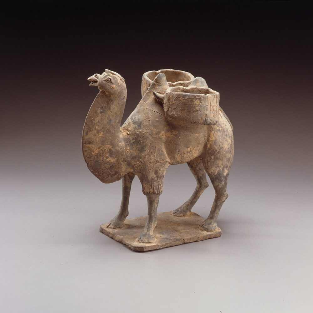 A pottery Bactrian camel ( Northern Wei dynasty, early 6th century)
