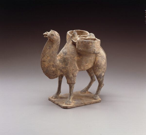 A pottery Bactrian camel ( Northern Wei dynasty, early 6th century)